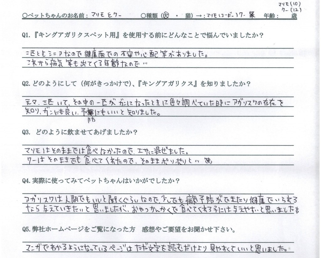 コーギー　柴　シニア